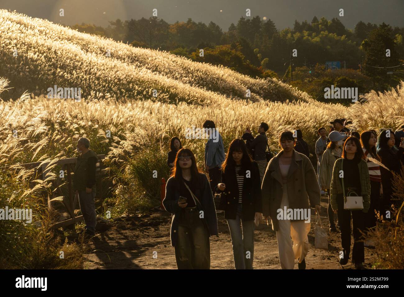 Sengokuhara Pampas Grasfelder im Fuji Hakone Izu Nationalpark in Hakone Japan Stockfoto