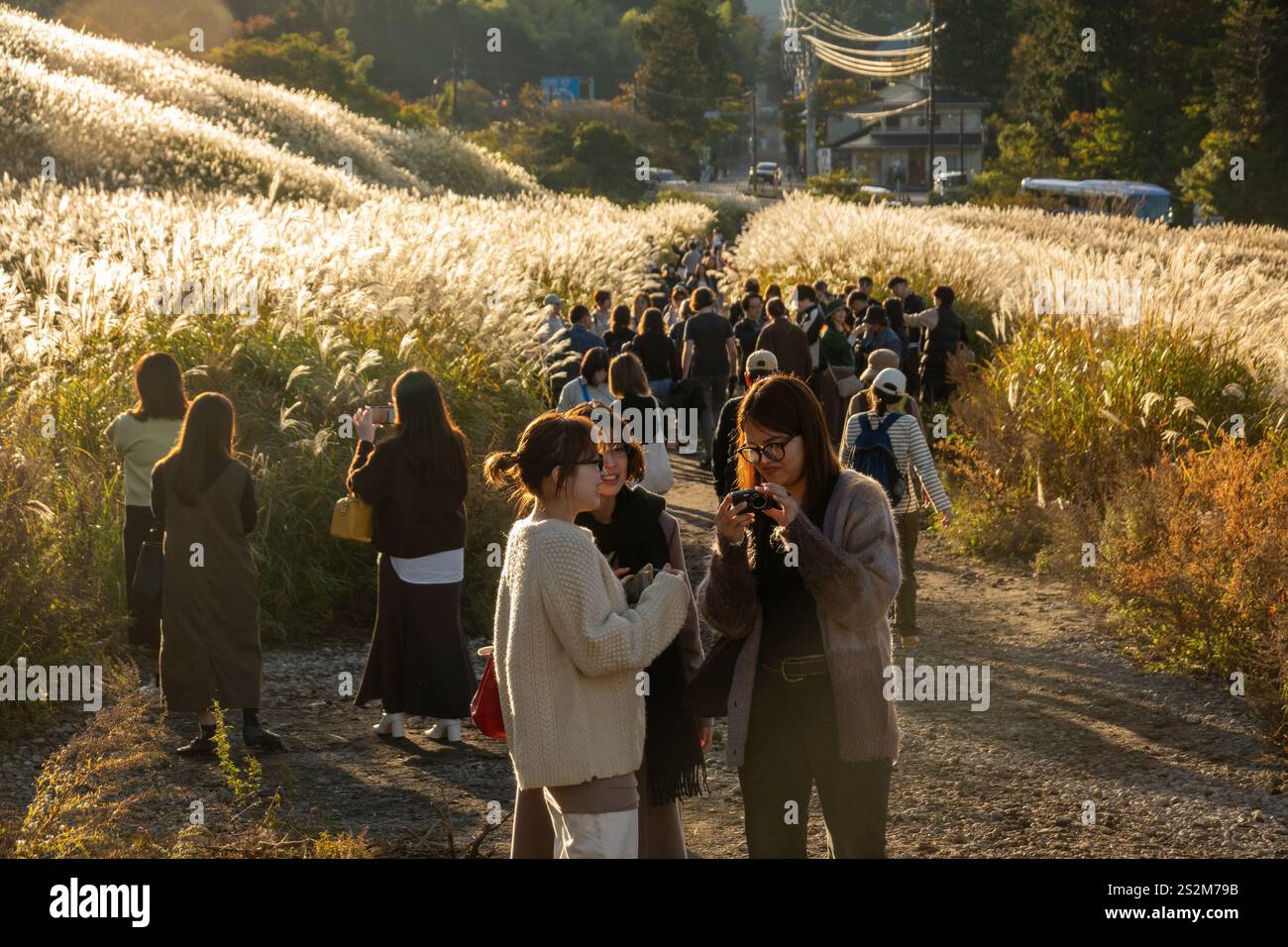 Sengokuhara Pampas Grasfelder im Fuji Hakone Izu Nationalpark in Hakone Japan Stockfoto