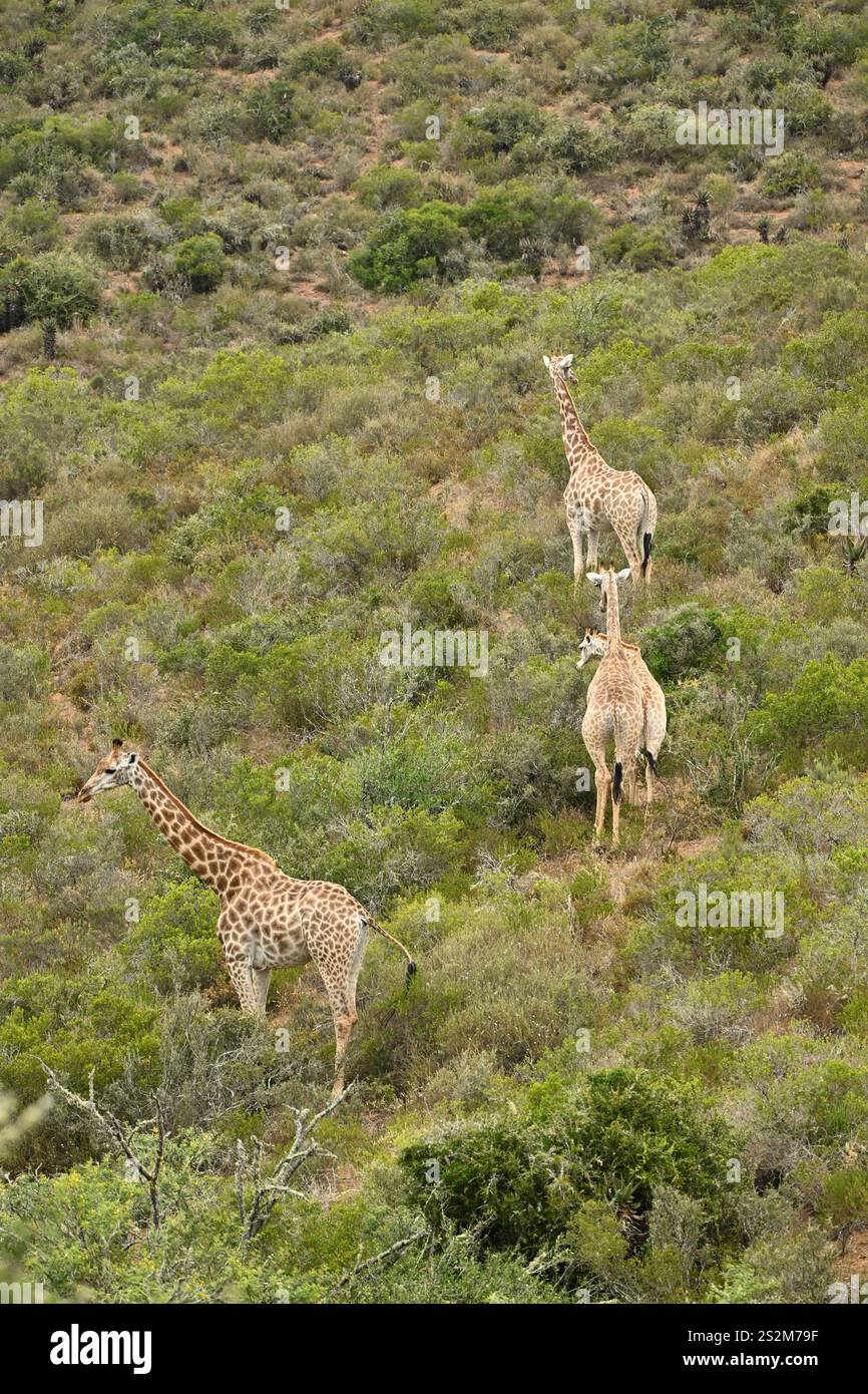 Giraffe im wilden Afrika-Habitat Stockfoto