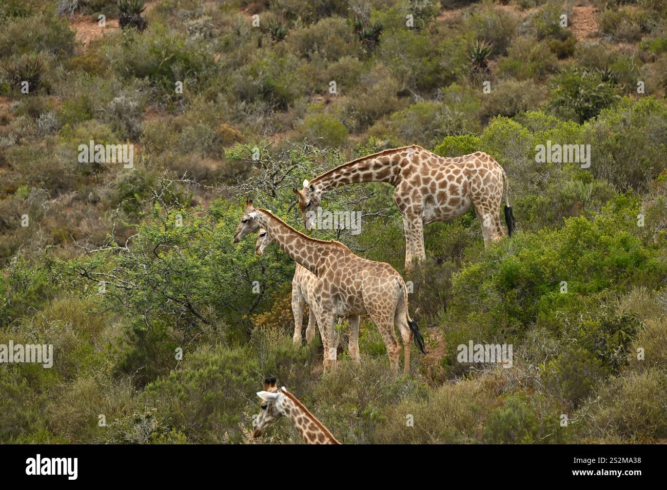 Giraffe im wilden Afrika-Habitat Stockfoto