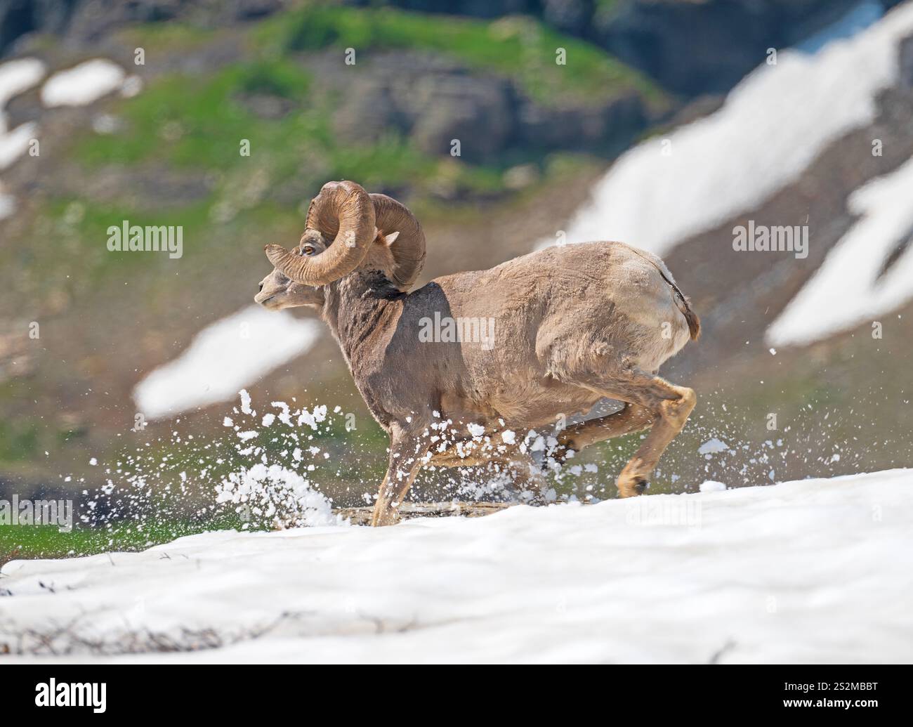 Dickhornschafe laufen im Glacier National Park in Montana über den Schnee Stockfoto