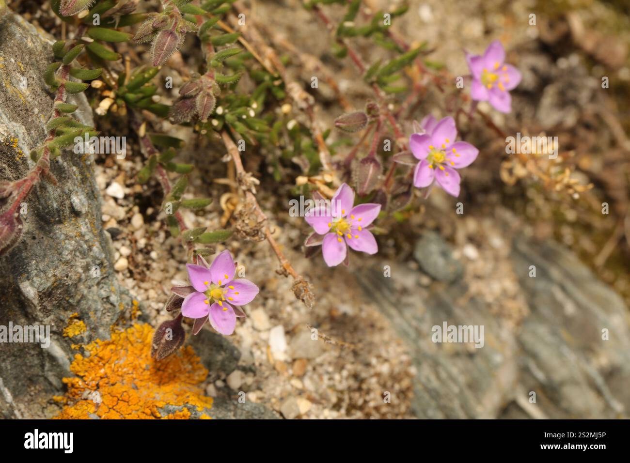 Felsenmeersporn (Spergularia rupicola) Stockfoto