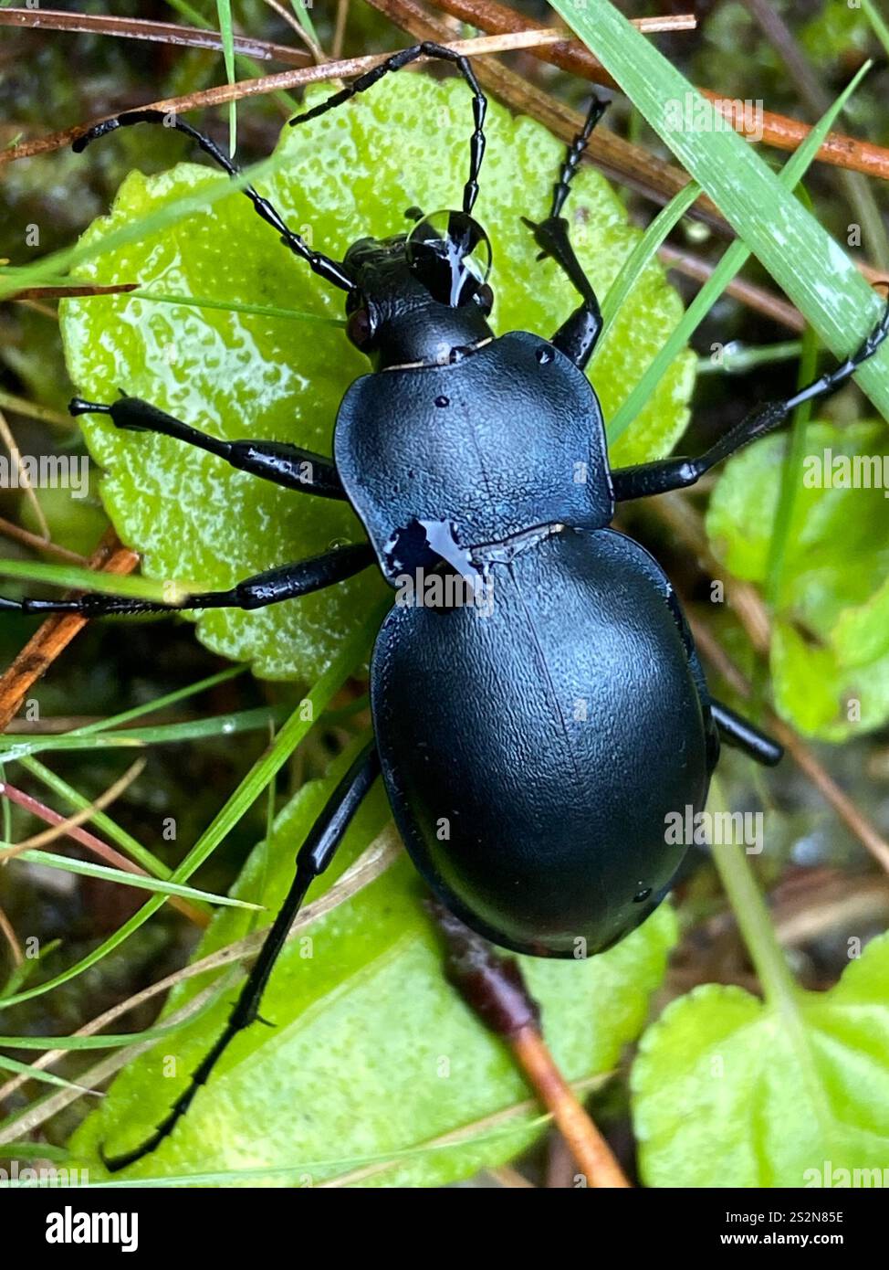 Glatt geschliffener Käfer (Carabus glabratus) Stockfoto