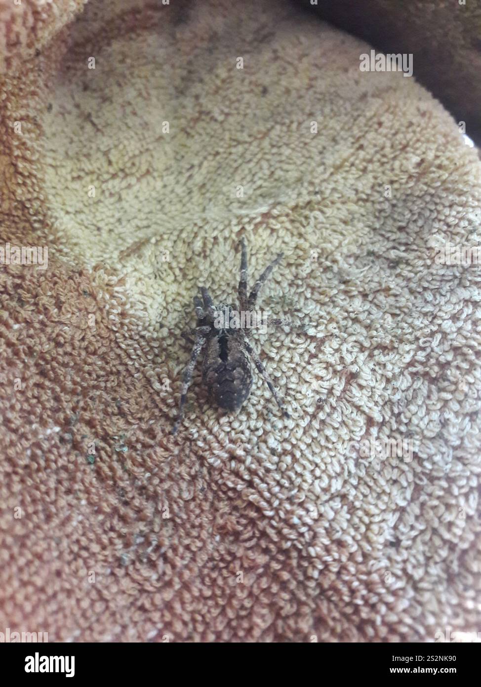 Mediterrane Stachelspinne mit falschem Wolf (Zoropsis spinimana) Stockfoto