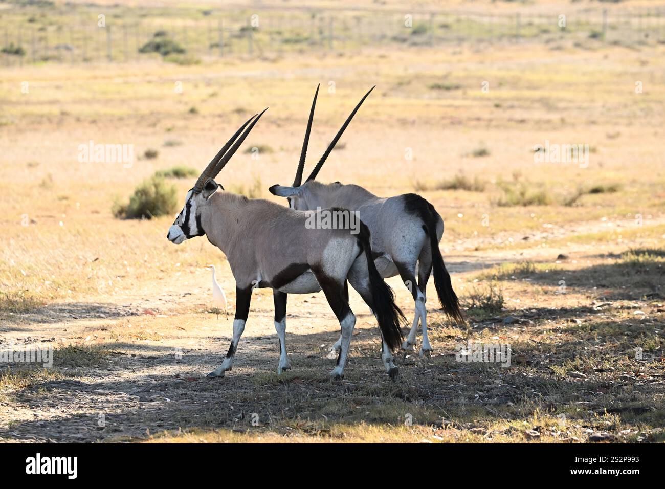 Großer afrikanischer Antilope Oryx in seinem Lebensraum Stockfoto Großer afrikanischer Antilope Oryx in seinem Lebensraum Stockfoto