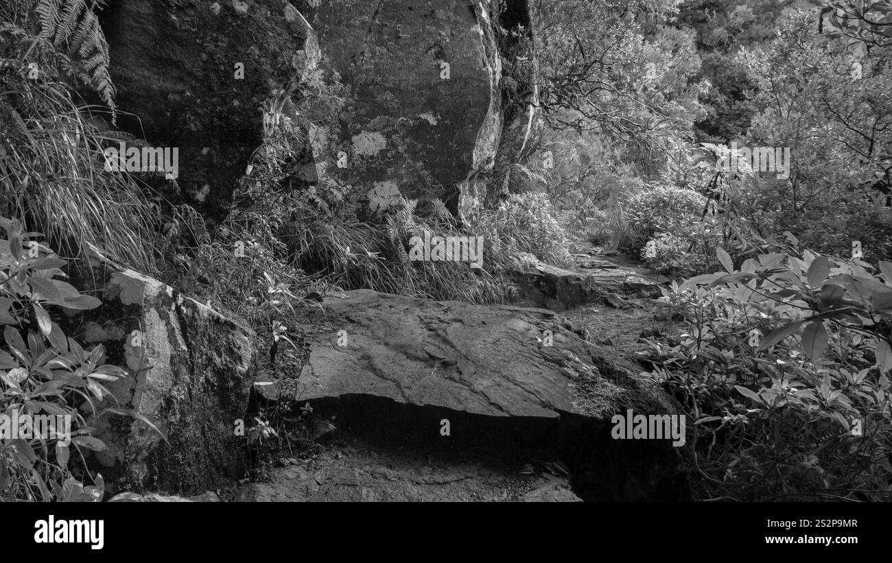 Ein Schwarzweißfoto eines zerklüfteten Waldwegs mit großen Felsen und dichter Vegetation. Der strukturierte Pfad vermittelt ein Gefühl von Rätsel und Abenteuer Stockfoto