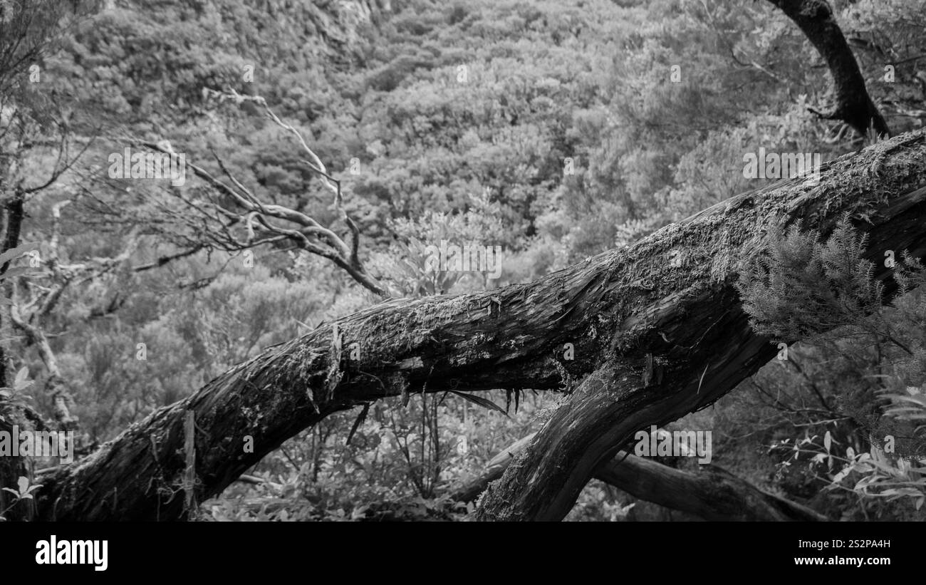 Ein Schwarzweißfoto eines umgefallenen Baumstamms mit rauer, strukturierter Rinde, umgeben von dichtem Waldlaub. Die verdrehten Äste und die tiefen Foren Stockfoto