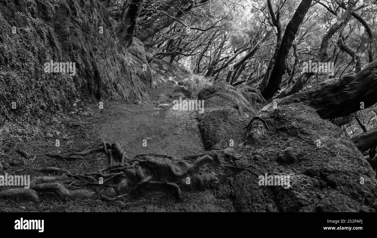Ein Schwarzweiß-Bild eines Waldwegs mit freiliegenden Baumwurzeln und rauem Gelände, umgeben von dichten Bäumen und moosbedeckten Felsen, die einen Ser schaffen Stockfoto