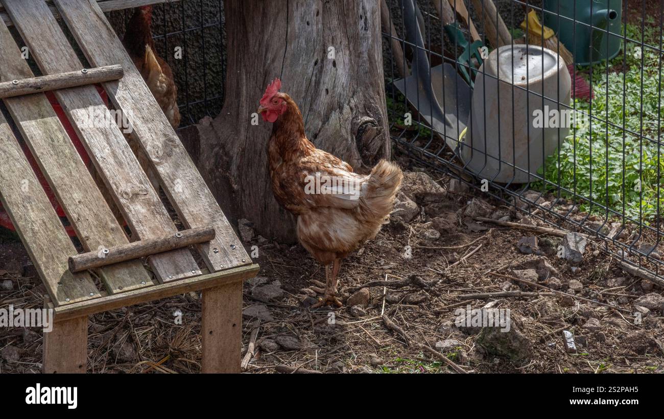 Ein braunes Huhn steht in einem rustikalen umzäunten Gehege mit Holzstrukturen, einem Baumstumpf und Gartengeräten im Hintergrund. Stockfoto