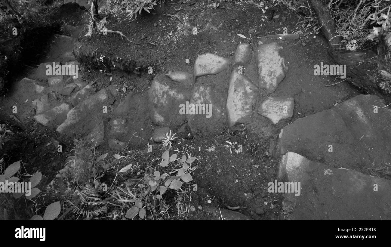 Einfarbiges Bild von unebenen Steinstufen in einer natürlichen Waldlandschaft, umgeben von Schmutz und kleinen Pflanzen, schaffen eine rustikale und organische Atmosphäre. Stockfoto