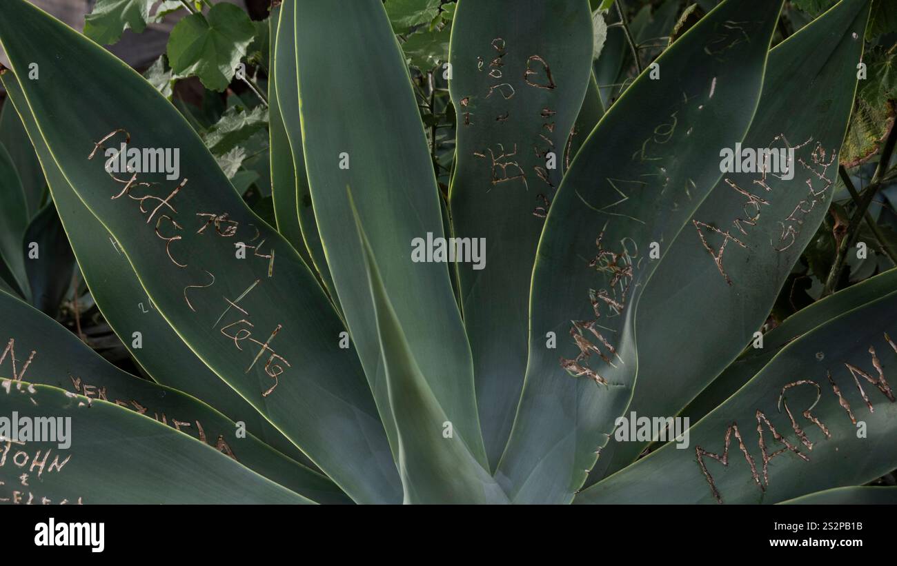 Große Agavenblätter mit geschnitzten Namen und Botschaften, umgeben von üppigem Grün, das die menschliche Interaktion mit der Natur zeigt. Stockfoto