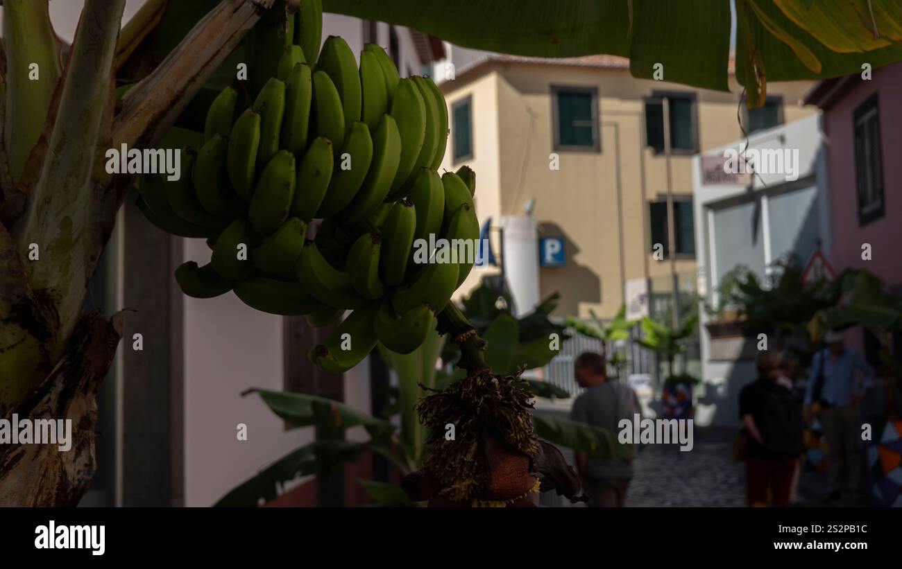 Eine Gruppe grüner Bananen, die an einem Baum hängen, in einer urbanen Umgebung mit verschwommenen Gebäuden und Menschen, die im Hintergrund unter natürlichem Sonnenlicht laufen. Stockfoto