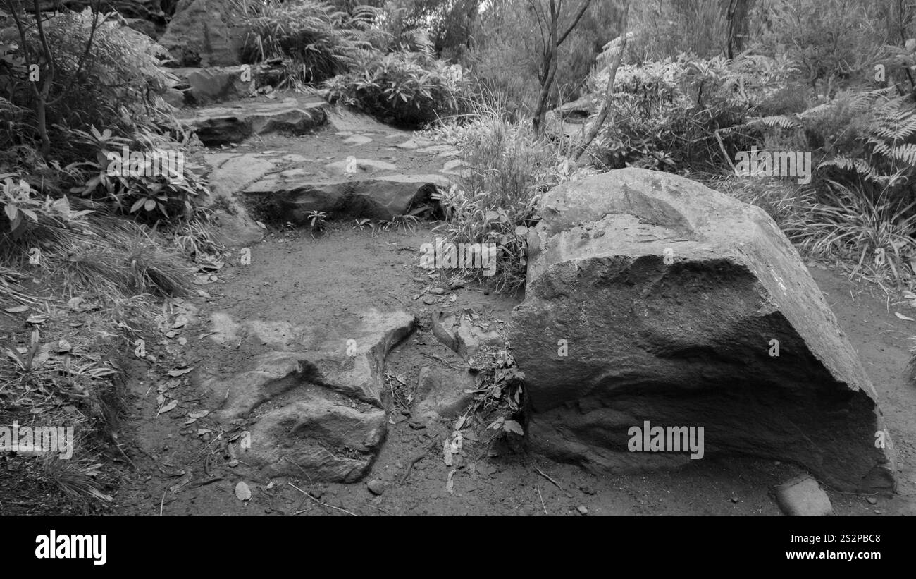 Ein Schwarzweiß-Bild eines zerklüfteten Waldwegs mit unebenen Felsen und umliegender Vegetation, das eine natürliche und friedliche Umgebung im Freien einfängt. Stockfoto