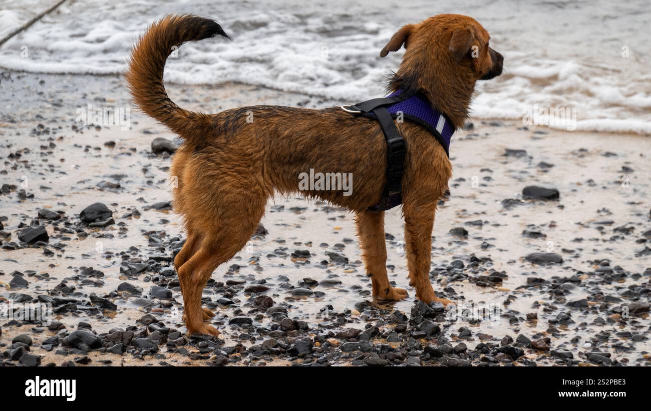 Ein kleiner brauner Hund mit violettem Gurtzeug steht an einem felsigen Strand und blickt auf die sanften Wellen der Küste. Stockfoto