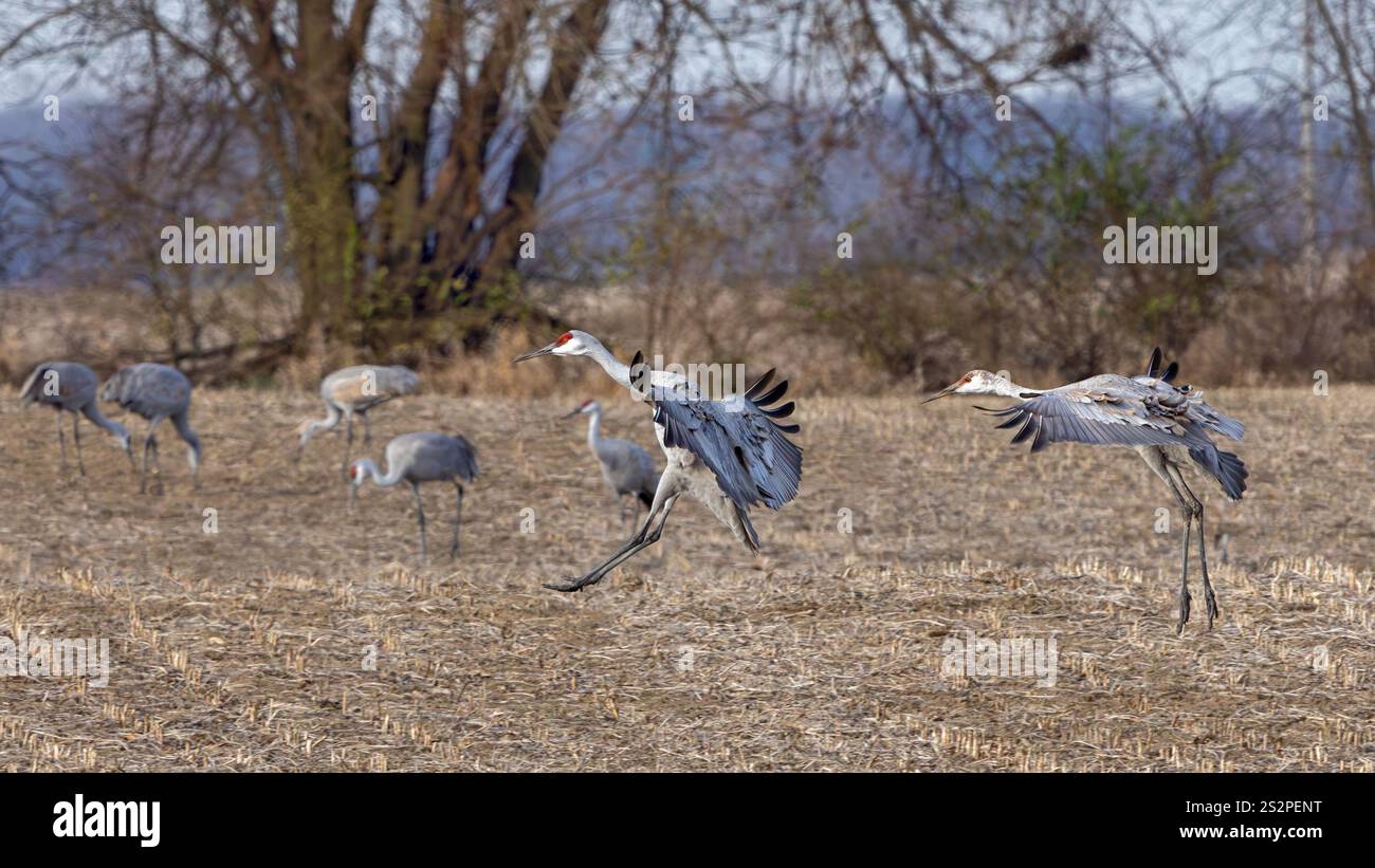 Zwei Sandhügelkrane fliegen mit dem Fallschirm in ein erntestes Maisfeld. Sie landen mit offenen Flügeln, während andere Kraniche sich auf dem Feld ernähren. Stockfoto