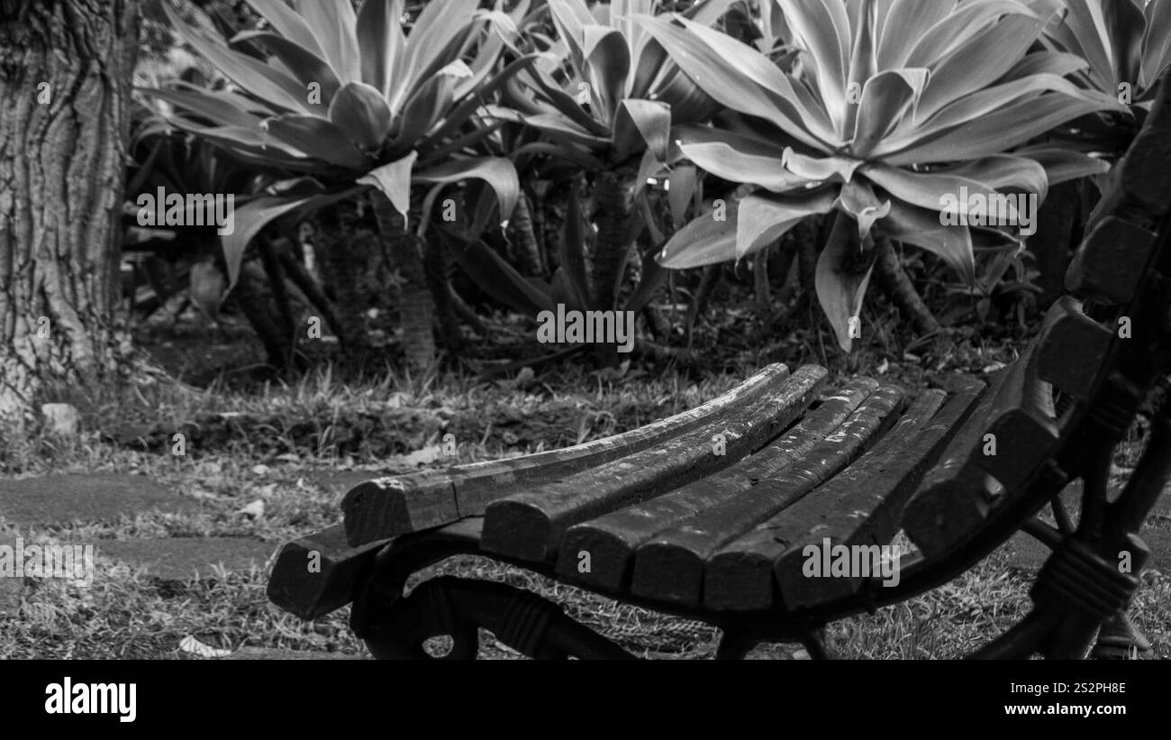 Eine schwarz-weiße Nahaufnahme einer verwitterten Parkbank aus Holz, umgeben von Agavenpflanzen in einer friedlichen Gartenumgebung, die ein Gefühl von Ruhe und Natur weckt Stockfoto