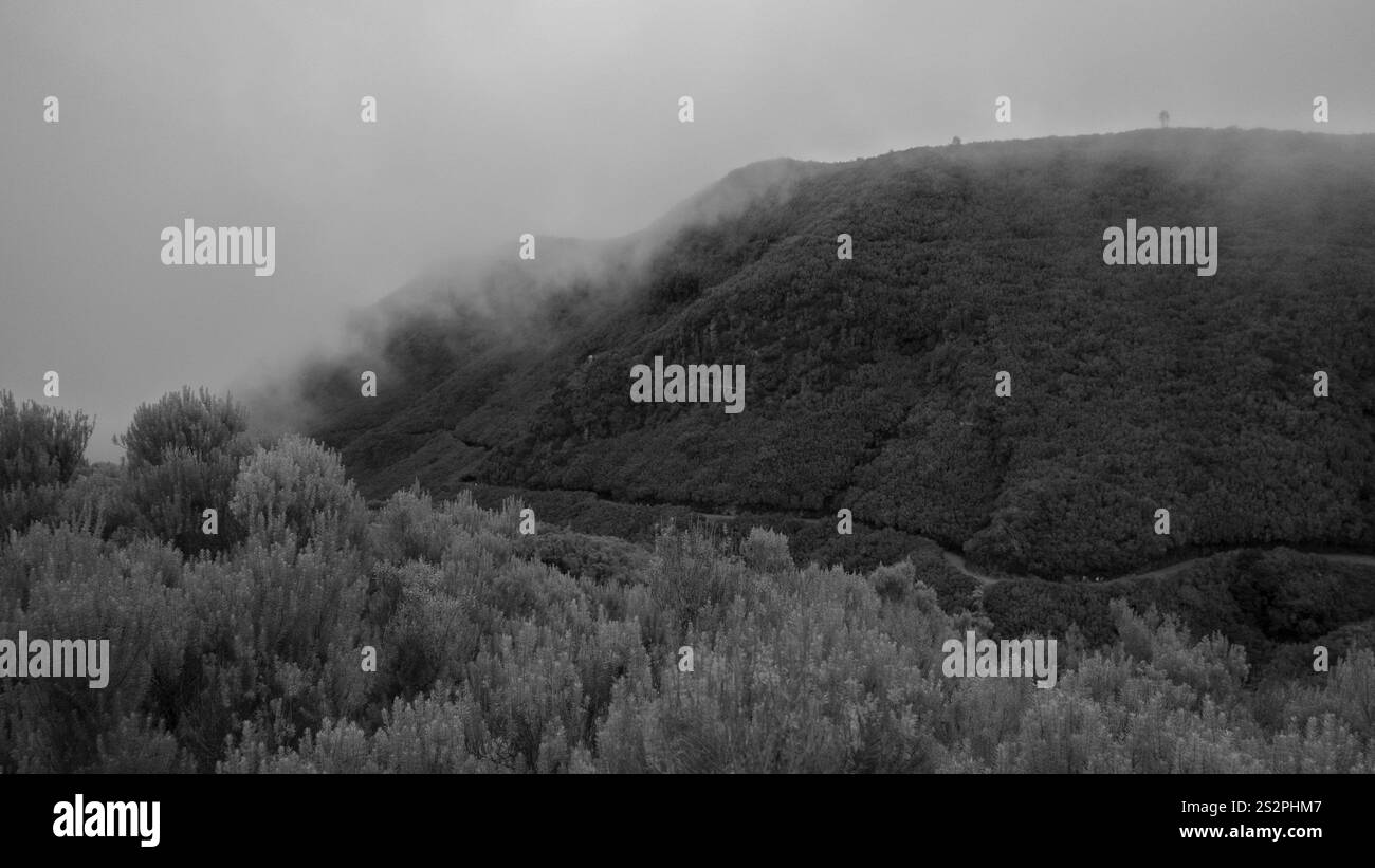 Eine schwarz-weiße Landschaft aus nebelbedeckten Hügeln mit dichter Vegetation im Vordergrund. Der Nebel schafft eine ruhige und geheimnisvolle Atmosphäre. Stockfoto