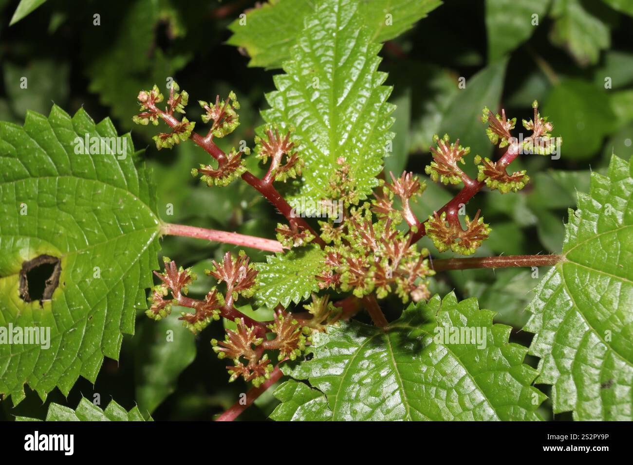 Westindische Holznessel (Laportea aestuans) Stockfoto