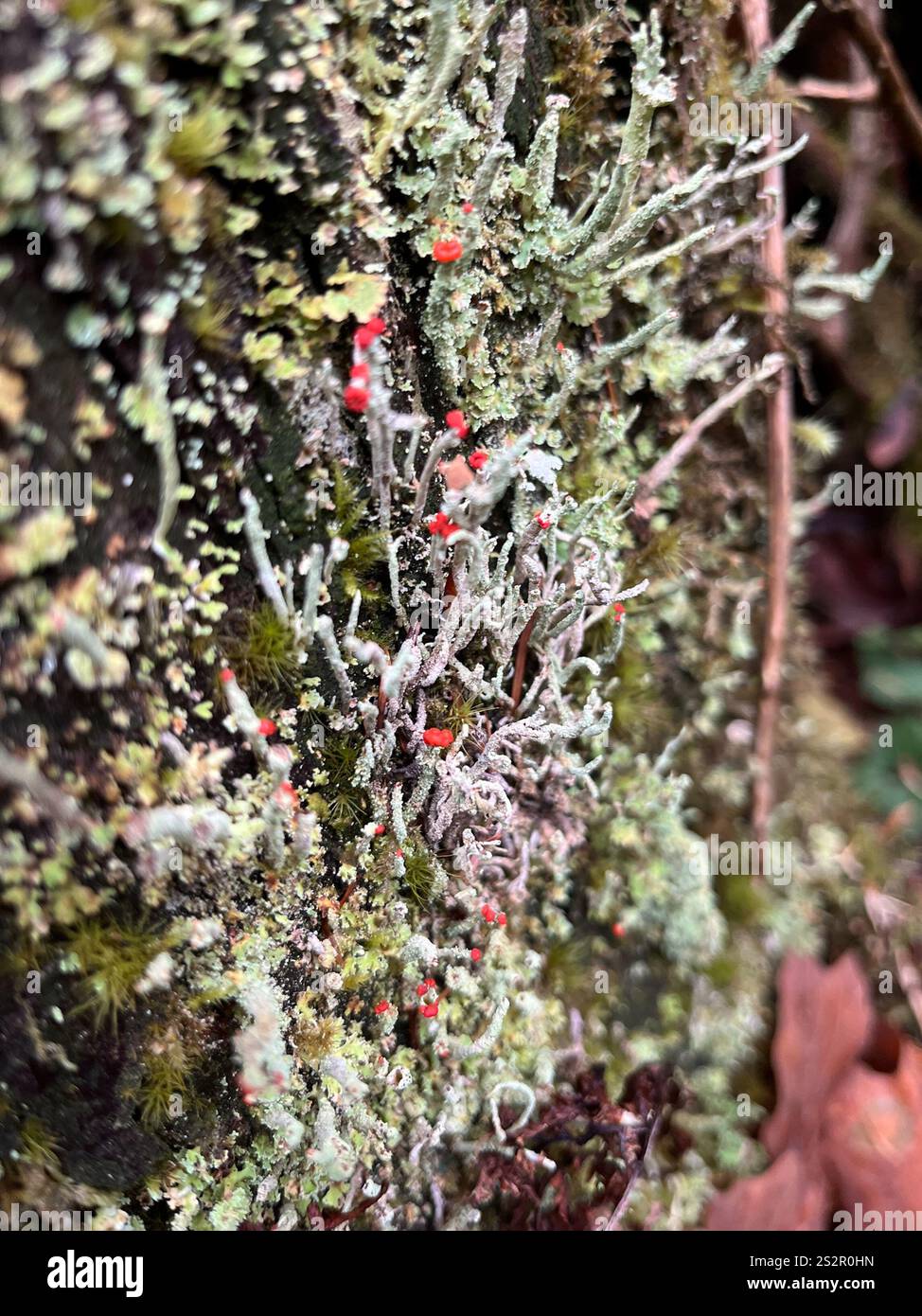 Lippenstift Powderhorn (Cladonia macilenta) Stockfoto