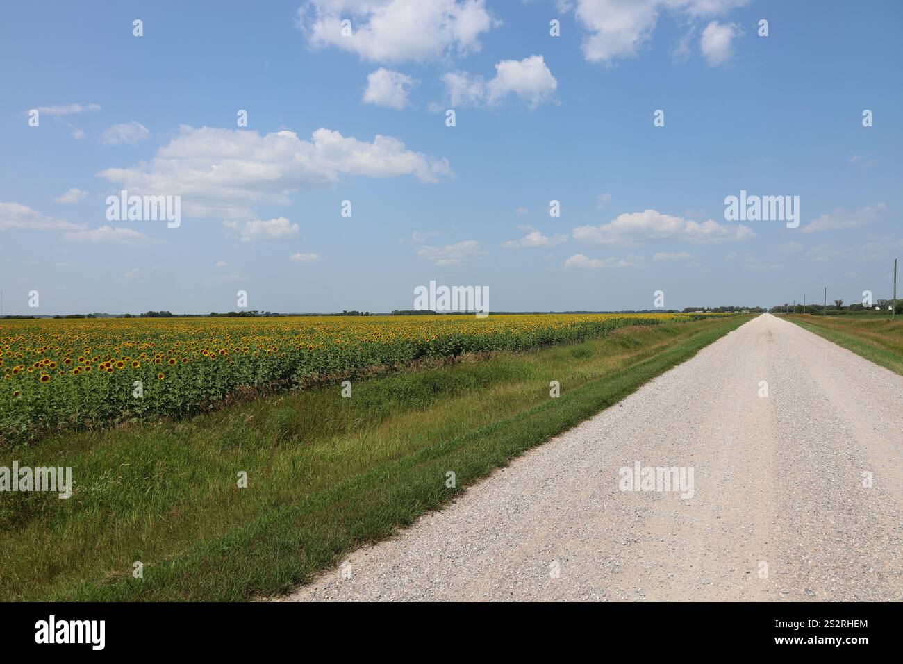 prairie-Feld mit Sonnenblumen, so weit das Auge reicht, entlang einer ländlichen Schotterstraße unter blauem Himmel Stockfoto