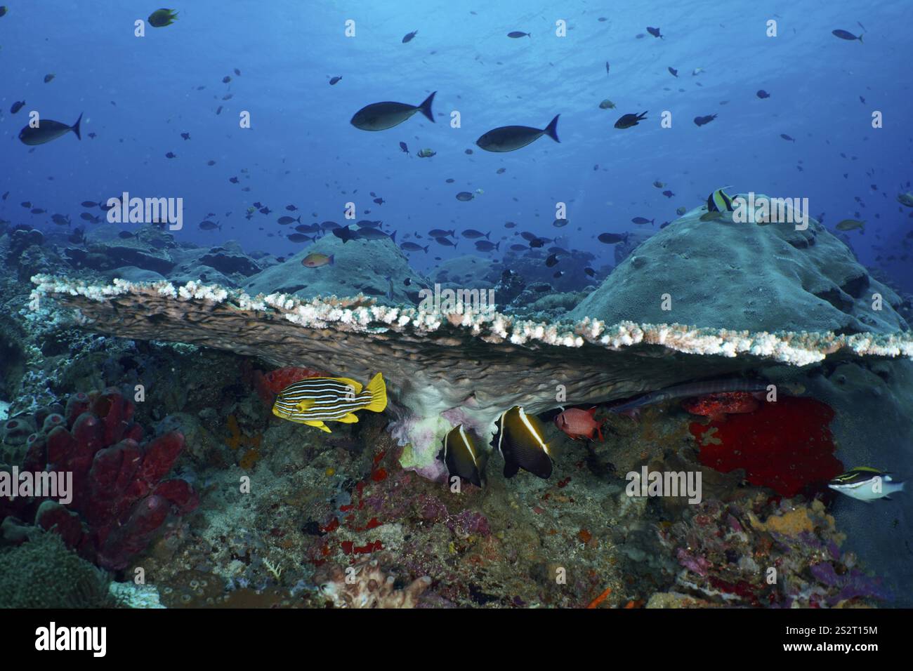 Verschiedene Fische suchen Unterschlupf unter einer großen Tafelkoralle (Acropora hyacinthus) in einer blauen Unterwasserlandschaft, Tauchplatz SD, Nusa Ceningan, Nusa Penida, Ba Stockfoto Verschiedene Fische suchen Unterschlupf unter einer großen Tafelkoralle (Acropora hyacinthus) in einer blauen Unterwasserlandschaft, Tauchplatz SD, Nusa Ceningan, Nusa Penida, Ba Stockfoto