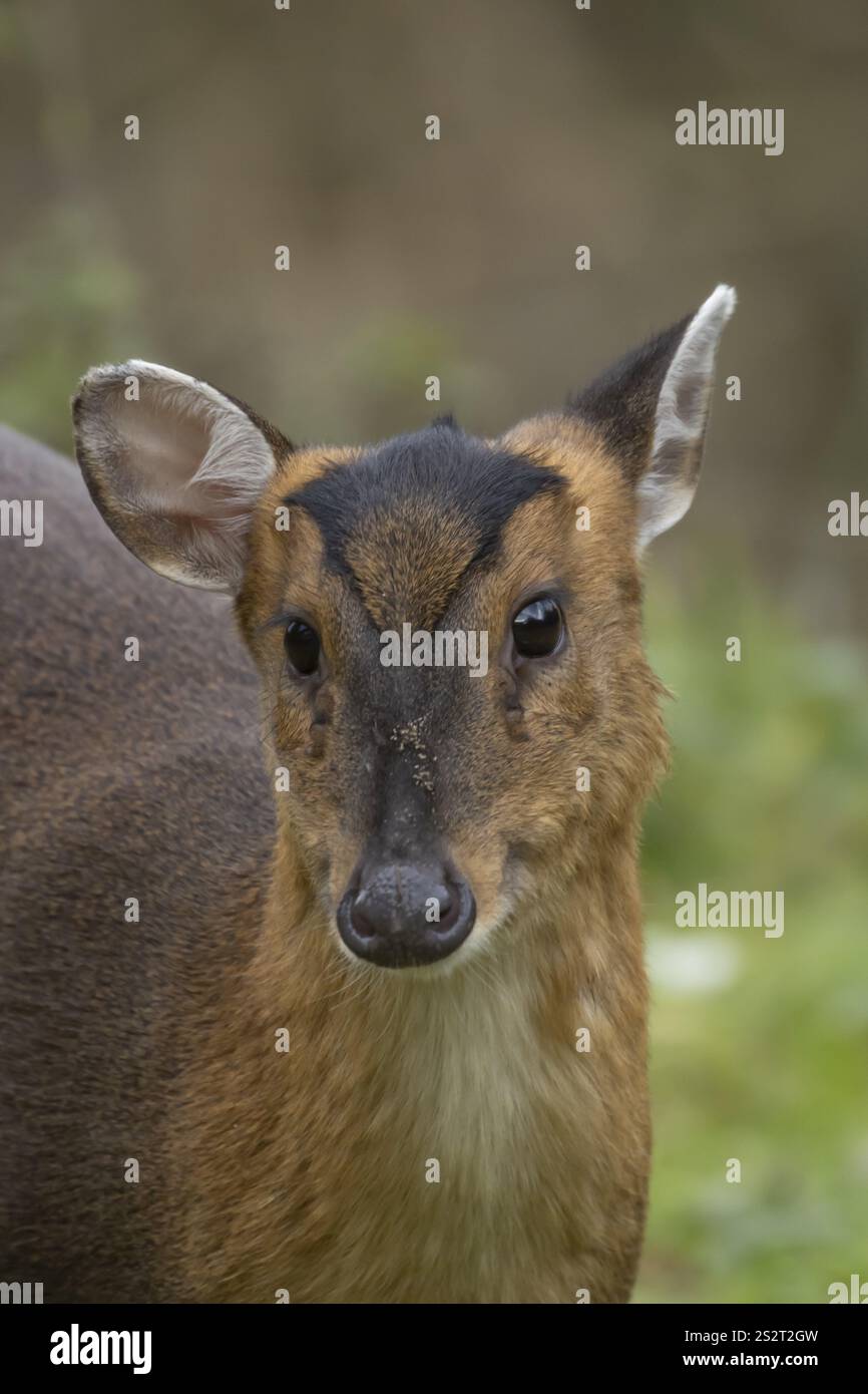 Muntjac Hirsch (Muntiacus reevesi) Erwachsener Tierkopf Porträt, England, Vereinigtes Königreich, Europa Stockfoto