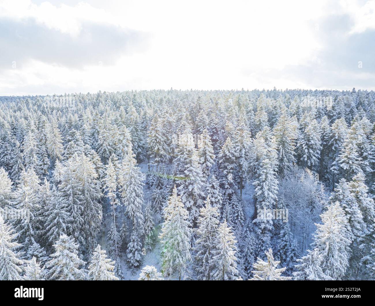 Dicht verschneite Wälder, in sanftes Winterlicht getaucht, Bad Wildbad, Bezirk Calw, Schwarzwald, Deutschland, Europa Stockfoto
