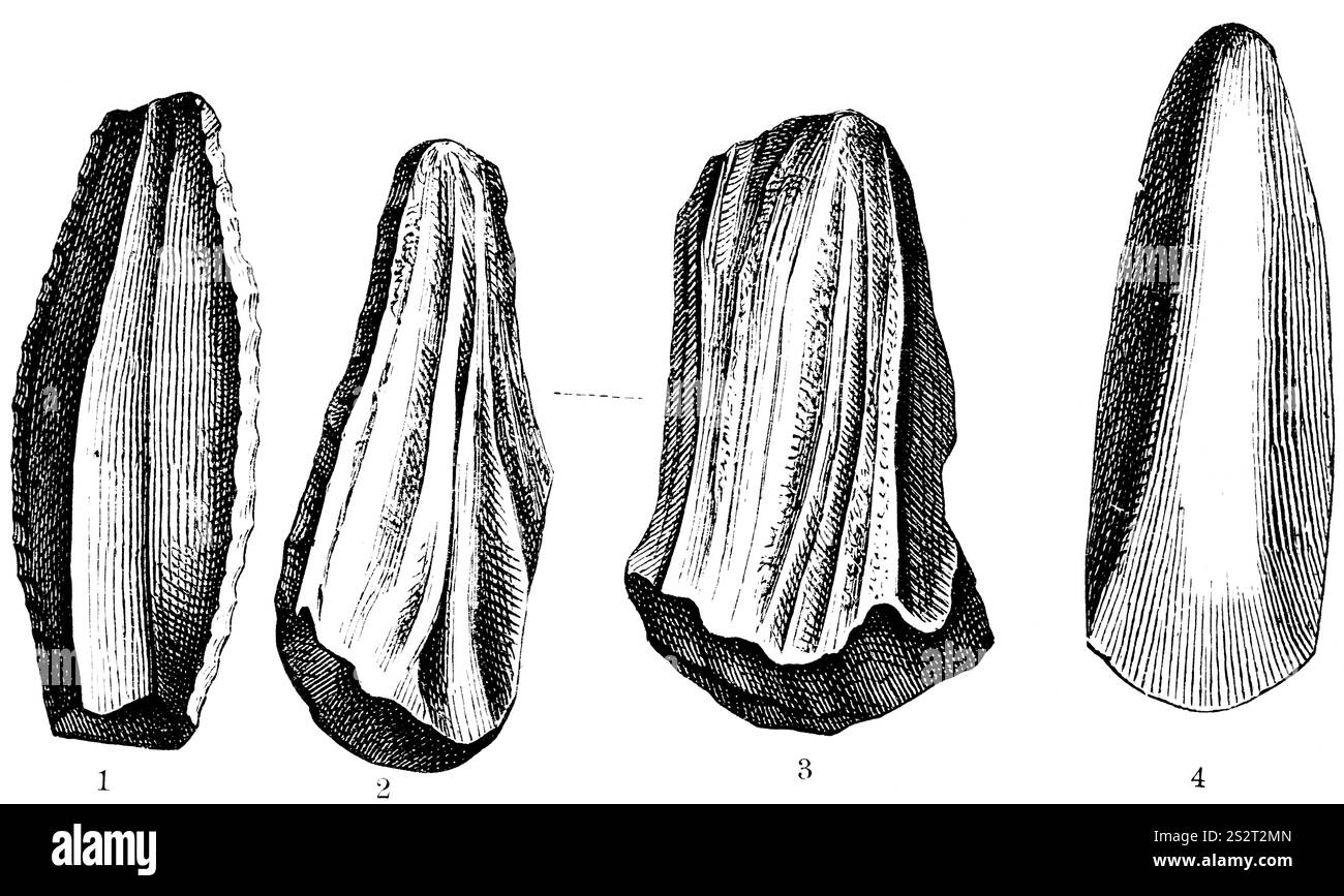 Bearbeitete Steinwerkzeuge, Steinkern (1), Schleifstein (2 und 3), geschärfte Steinaxt (4), Steinzeit, Geologie, Anthropologie, Geschichte der Menschheit, Frankreich, Histor Stockfoto