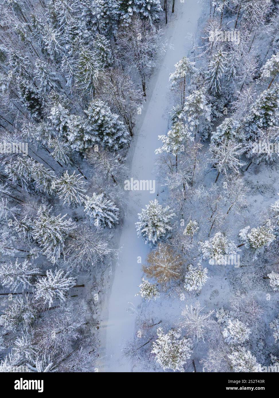 Schneebedeckter Weg durch einen ruhigen, winterlichen Wald, Bad Wildbad, Stadtteil Calw, Schwarzwald, Deutschland, Europa Stockfoto