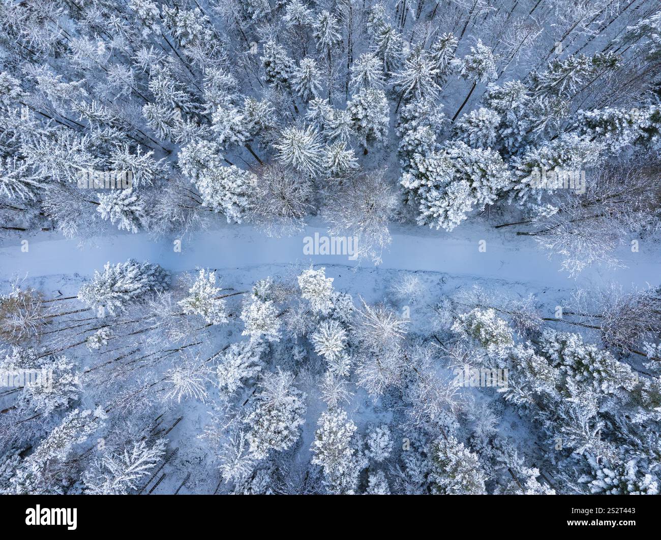 Schmaler, schneebedeckter Weg durch einen ruhigen Winterwald, Bad Wildbad, Stadtteil Calw, Schwarzwald, Deutschland, Europa Stockfoto