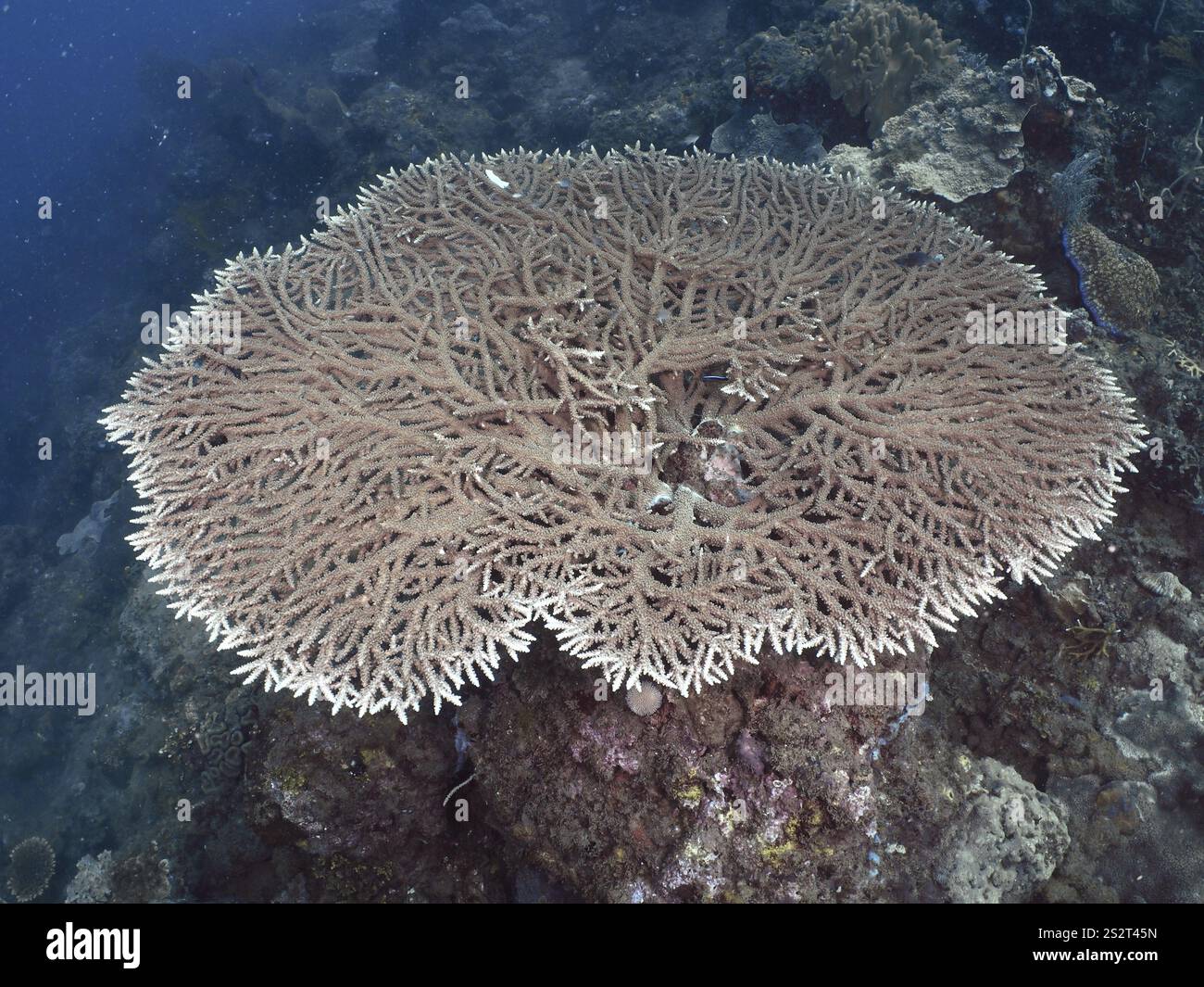 Eine große Tafelkoralle (Acropora hyacinthus) auf einem Meeresboden umgeben von Wasser, Tauchplatz Spice Reef, Penyapangan, Bali, Indonesien, Asien Stockfoto Eine große Tafelkoralle (Acropora hyacinthus) auf einem Meeresboden umgeben von Wasser, Tauchplatz Spice Reef, Penyapangan, Bali, Indonesien, Asien Stockfoto