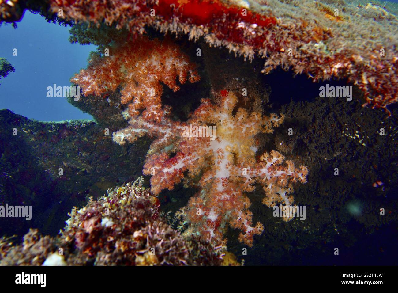 Bunte Klunzinger-Baumkorallen (Dendronephthya klunzingeri) in einem Wrack, Tauchplatz Wrack der USAT Liberty, Tulamben, Bali, Indonesien, Asien Stockfoto
