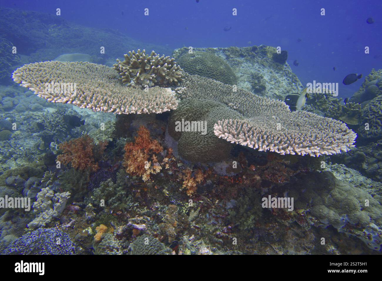 Hyazinth Table Coral (Acropora hyacinthus) mit bunten Weichkorallen, Tauchplatz SD, Nusa Ceningan, Nusa Penida, Bali, Indonesien, Asien Stockfoto Hyazinth Table Coral (Acropora hyacinthus) mit bunten Weichkorallen, Tauchplatz SD, Nusa Ceningan, Nusa Penida, Bali, Indonesien, Asien Stockfoto