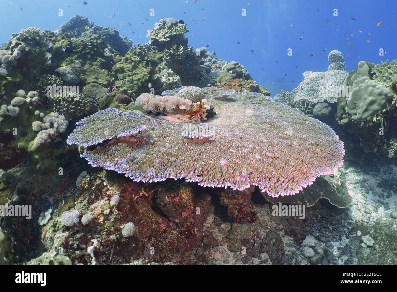 Große, runde Hyazinth Table Coral (Acropora hyacinthus) in einer vielfältigen Unterwasserlandschaft, Tauchplatz Toyapakeh, Nusa Ceningan, Nusa Penida, Bali, Indo Stockfoto Große, runde Hyazinth Table Coral (Acropora hyacinthus) in einer vielfältigen Unterwasserlandschaft, Tauchplatz Toyapakeh, Nusa Ceningan, Nusa Penida, Bali, Indo Stockfoto