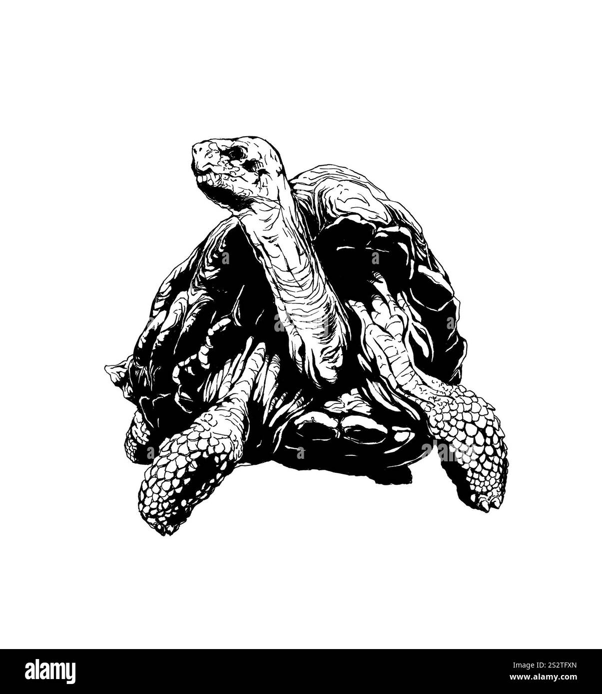 Galapagos Riesenschildkröte (vorne) Stockfoto