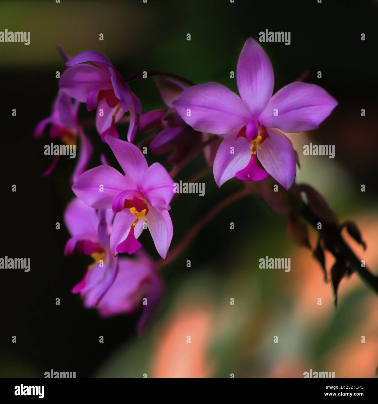 Das ist eine wunderschöne Orchidee, die ich im Enmax Conservatory im Calgary Zoo gesehen habe. Stockfoto