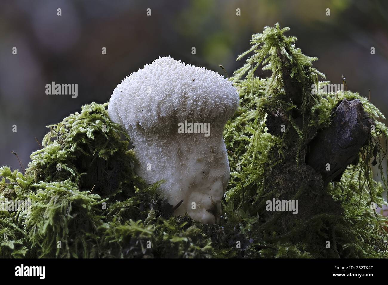Ein weißer Pilz mit Warzen wächst auf moosigem Boden, Südhessen, Deutschland, Europa Stockfoto