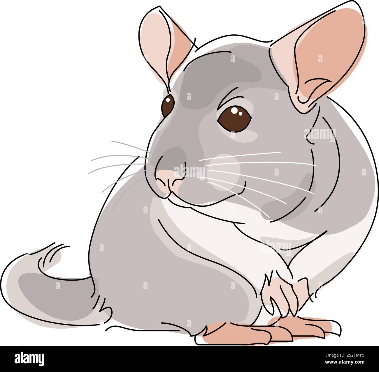 Kleine Tiere Chinchilla Stockfoto