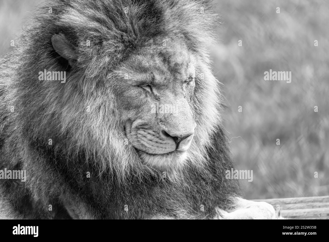 A Sleepy African Lion - King of the Dschungel Nahaufnahme in Schwarz-weiß Stockfoto