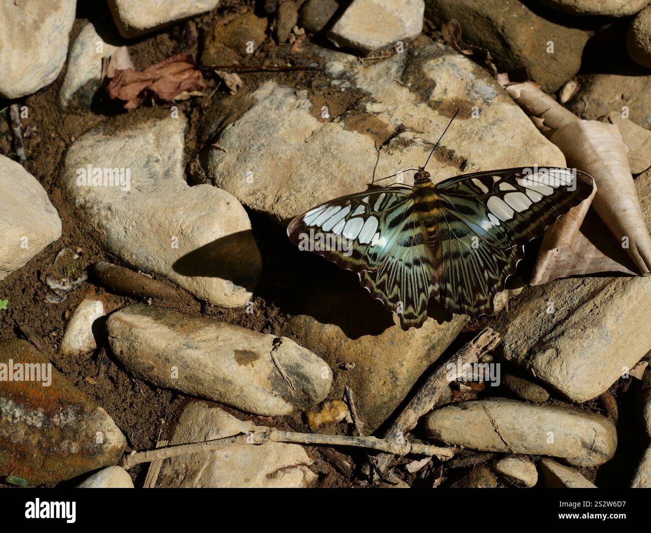 Clipper Schmetterling ( Parthenos sylvia sylla ) spreizt seine Flügel auf grauem Stein auf unbefestigtem Land, Grün mit Blau mit Braun mit schwarz-weißem Muster Stockfoto