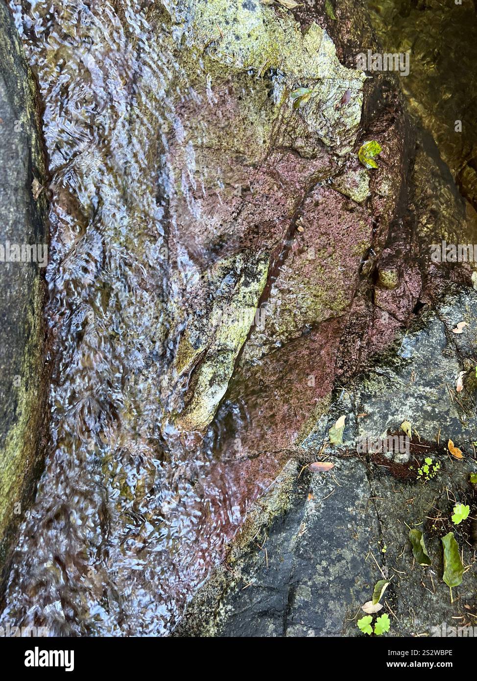 Violette Schwefelbakterien (Chromatiales) Stockfoto