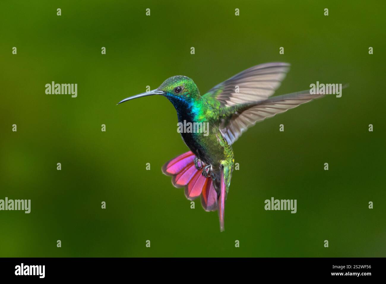 Farbenfroher Mango-Kolibri, der mit ausgestelltem Schwanz und grünem Hintergrund schwebt Stockfoto