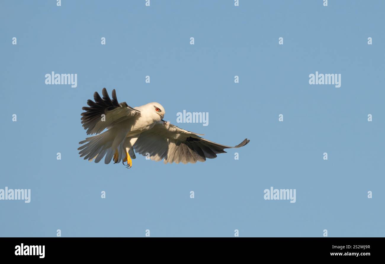 Schwarzer Drachen schwebt kleiner Raubvogel auf der Suche nach Nahrung, mit einem isolierten blauen Himmel Hintergrund, Queensland, Australien. Stockfoto