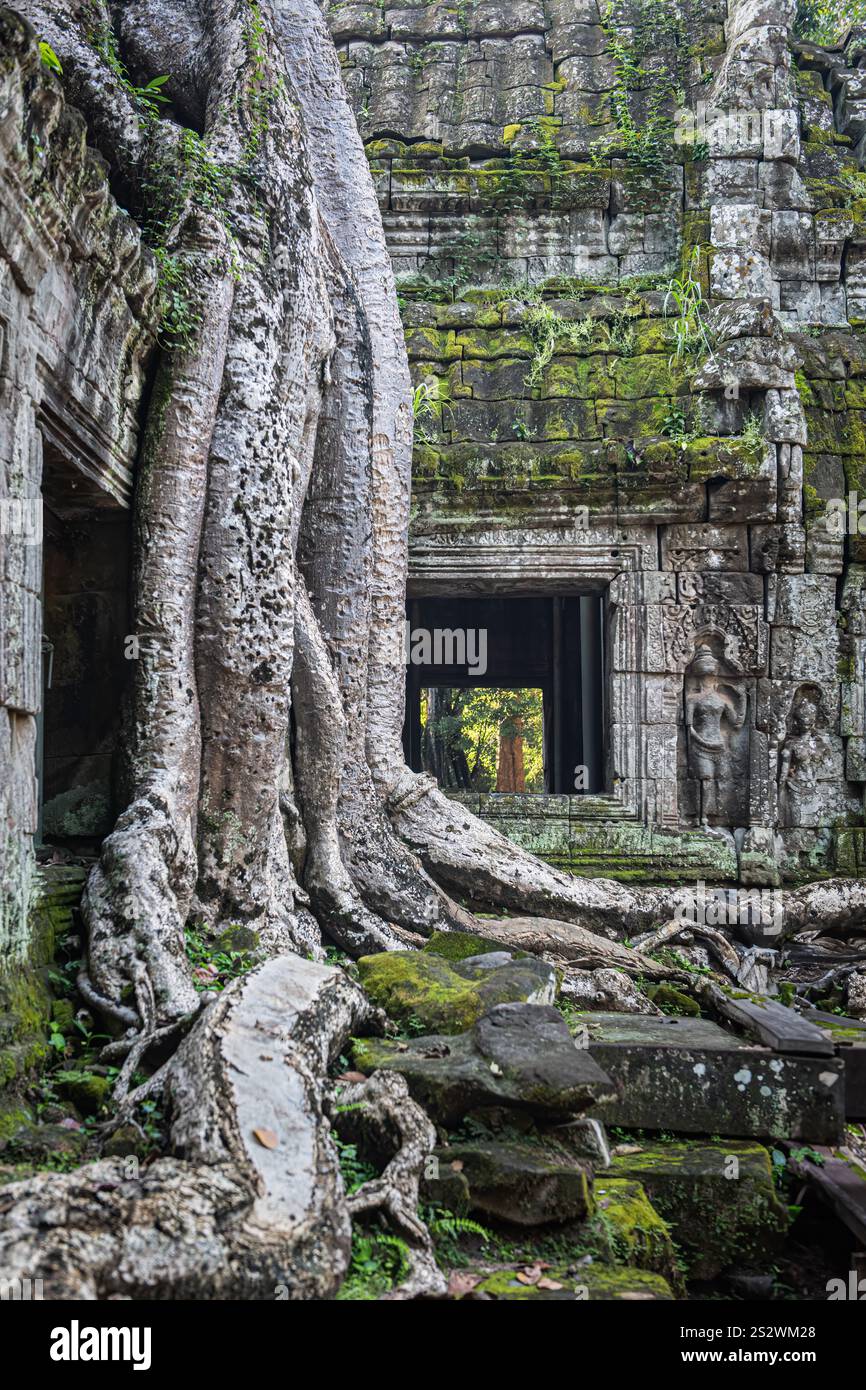 Mit Baumwurzeln bedeckte Fenster im Ta Prohm Tempel, Angkor, Siem Reap, Kambodscha Stockfoto
