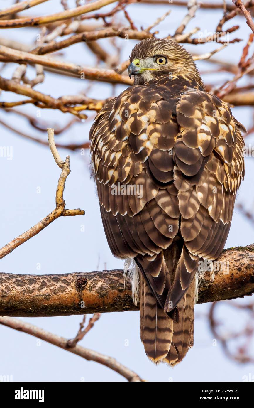 Juveniler Rotschwanz-Hawk Stockfoto