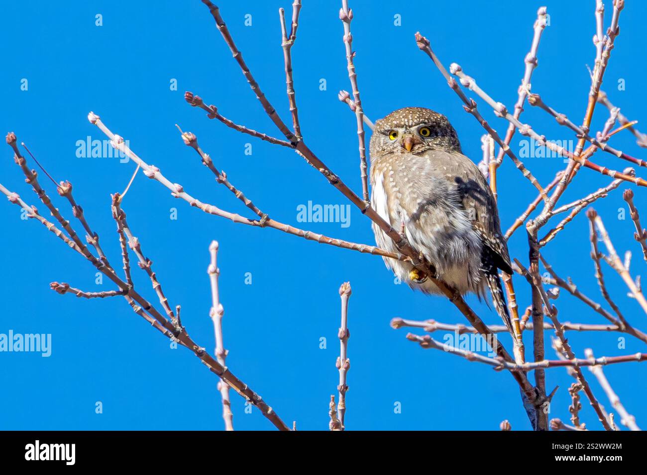Pygmieneule Porträt Stockfoto
