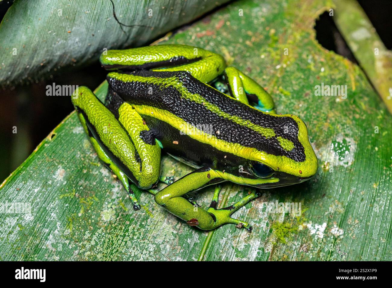 Ein giftiger Frosch in der Amazonas-Dschungel-Nacht. Mocagua, Puerto Nariño, Amazonas, Kolumbien Stockfoto