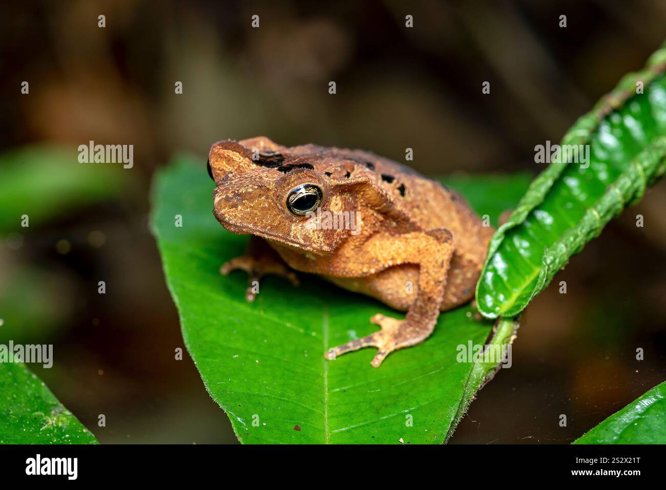 Ein giftiger Frosch in der Amazonas-Dschungel-Nacht. Mocagua, Puerto Nariño, Amazonas, Kolumbien Stockfoto