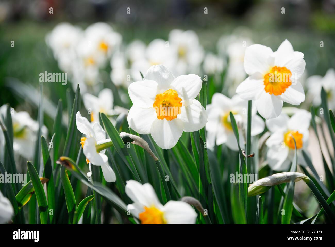 Leuchtend weiße Narzissen mit orangefarbenen Zentren blühen im Frühling in einem üppig grünen Garten, der unter natürlichem Sonnenlicht gefangen wird Stockfoto