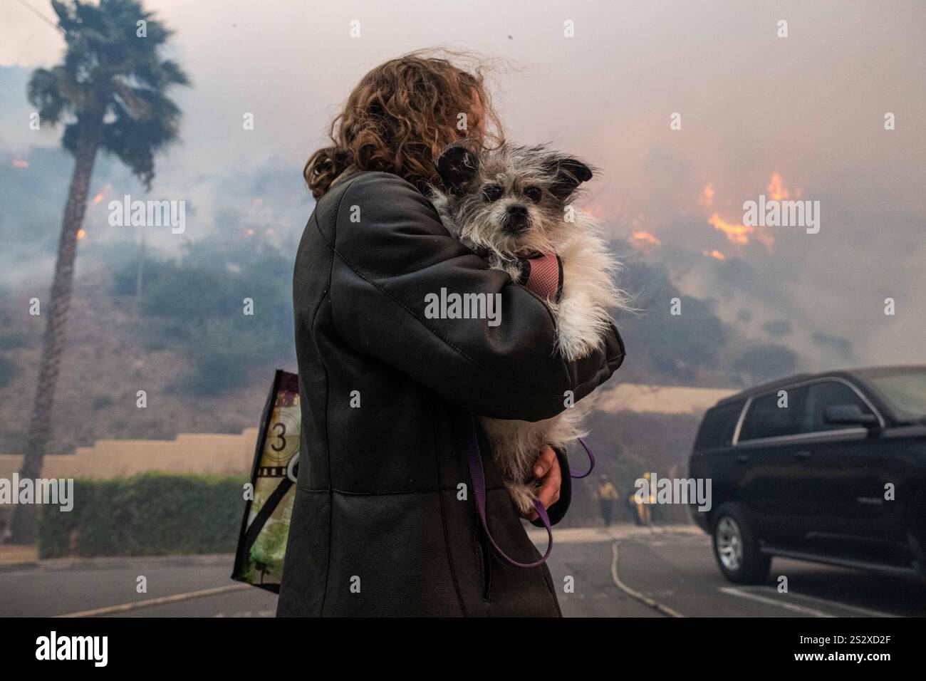 Paacific Palisades, Usa. Januar 2025. Ein Bewohner von Pacific Palisades flieht mit ihrem Hund vor dem bevorstehenden Palisades Feuer. Palisades Feuer brennt durch Pacific Palisades, Kalifornien, und zwingt Tausende zu evakuieren. Angetrieben von den Winden von Santa Ana liegt das Feuer derzeit auf 1.260 Hektar und bleibt 0 % eingedämmt. (Foto: Jon Putman/SOPA Images/SIPA USA) Credit: SIPA USA/Alamy Live News Stockfoto